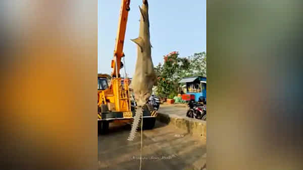 Viral Video: వామ్మో! చూస్తేనే భయమేస్తోంది.. చేపల కోసం వల వేస్తే ఇది దొరికింది.. చూస్తే ఫ్యూజులు ఔట్!