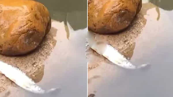 Viral Video:సాయం చేయడానికి సైజ్తో పనిలేదు.. పిల్ల తాబేలు చేసిన పనికి ఫిదా అవుతున్న నెటిజన్లు..