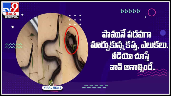 Viral Video: పామునే పడవగా మార్చుకున్న కప్ప, ఎలుకలు.. వీడియో చూస్తే వావ్ అనాల్సిందే.. Viral Video: పామునే పడవగా మార్చుకున్న కప్ప, ఎలుకలు.. వీడియో చూస్తే వావ్ అనాల్సిందే..