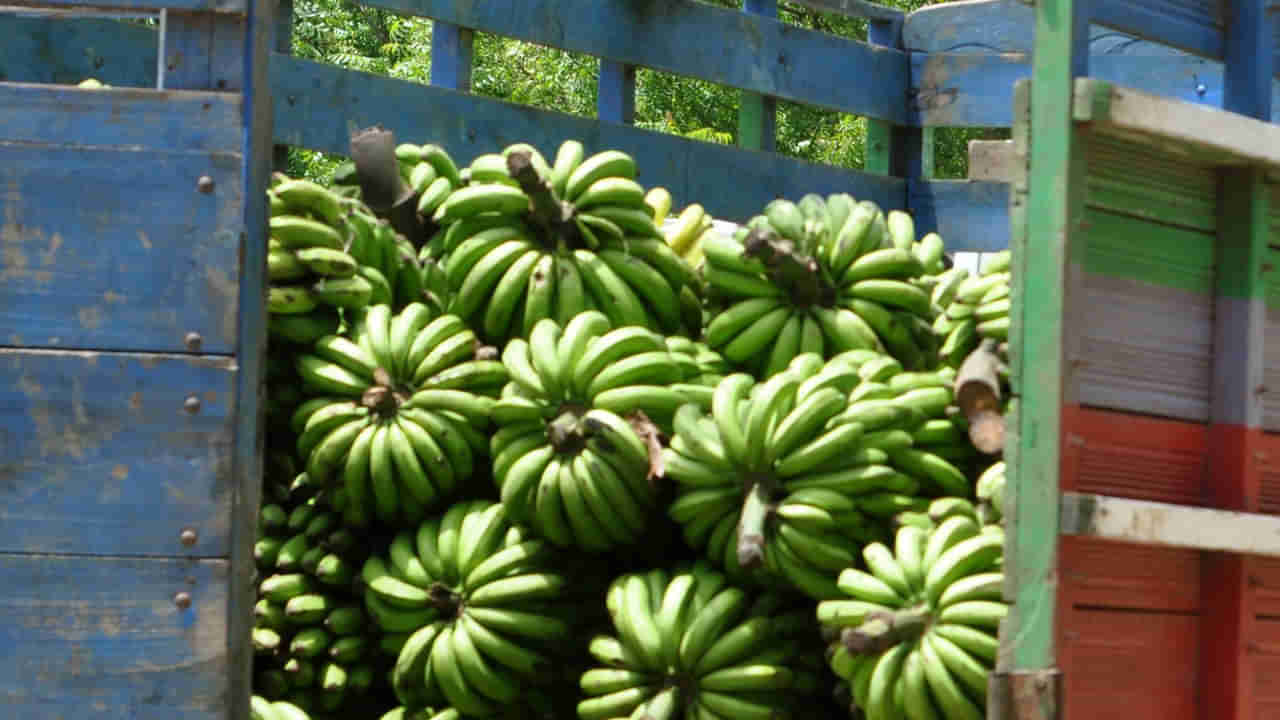 పంటకు వచ్చిన అరటిపండ్ల లోడ్ అనుకునేరు.. అసలు పత్తి వ్యాపారం తెలిస్తే నివ్వెరపోతారు