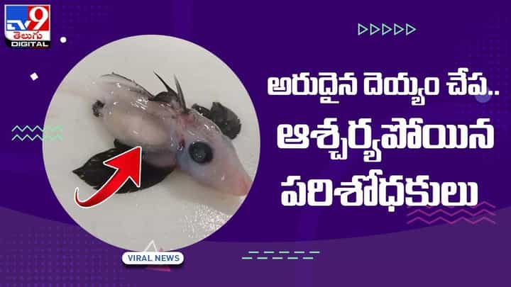 అరుదైన దెయ్యం చేప !! ఆశ్చర్యపోయిన పరిశోధకులు.. వీడియో అరుదైన దెయ్యం చేప !! ఆశ్చర్యపోయిన పరిశోధకులు.. వీడియో