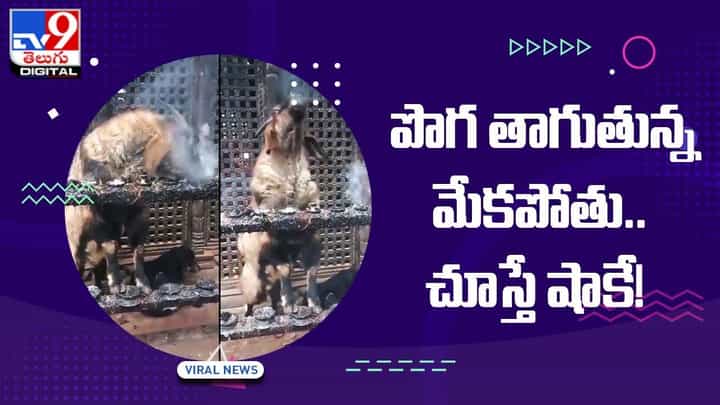 Viral Video: చైన్ స్మోకర్లా పొగతాగుతున్న మేకపోతు !! చూస్తే షాకే Viral Video: చైన్ స్మోకర్లా పొగతాగుతున్న మేకపోతు !! చూస్తే షాకే