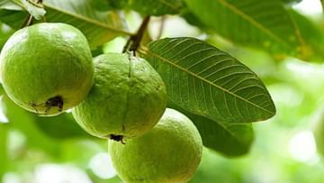 Guava Leaf: జామ ఆకుతో కూడా ఇన్ని ప్రయోజనాలు ఉన్నాయా..? అమ్మో..! అస్సలు గెస్ చేయలేం