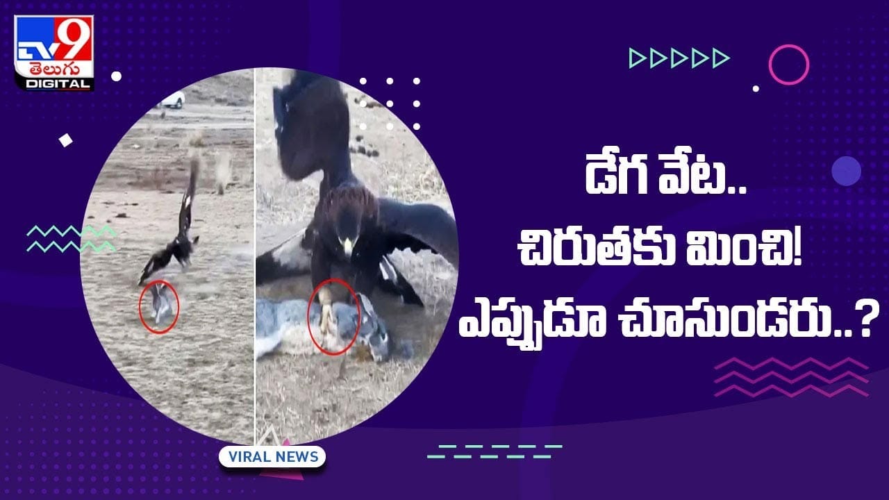 Viral Video: డేగ వేట !!చిరుతకు మించి !! ఎప్పుడూ చూసుండరు.. వీడియో Viral Video: డేగ వేట !!చిరుతకు మించి !! ఎప్పుడూ చూసుండరు.. వీడియో