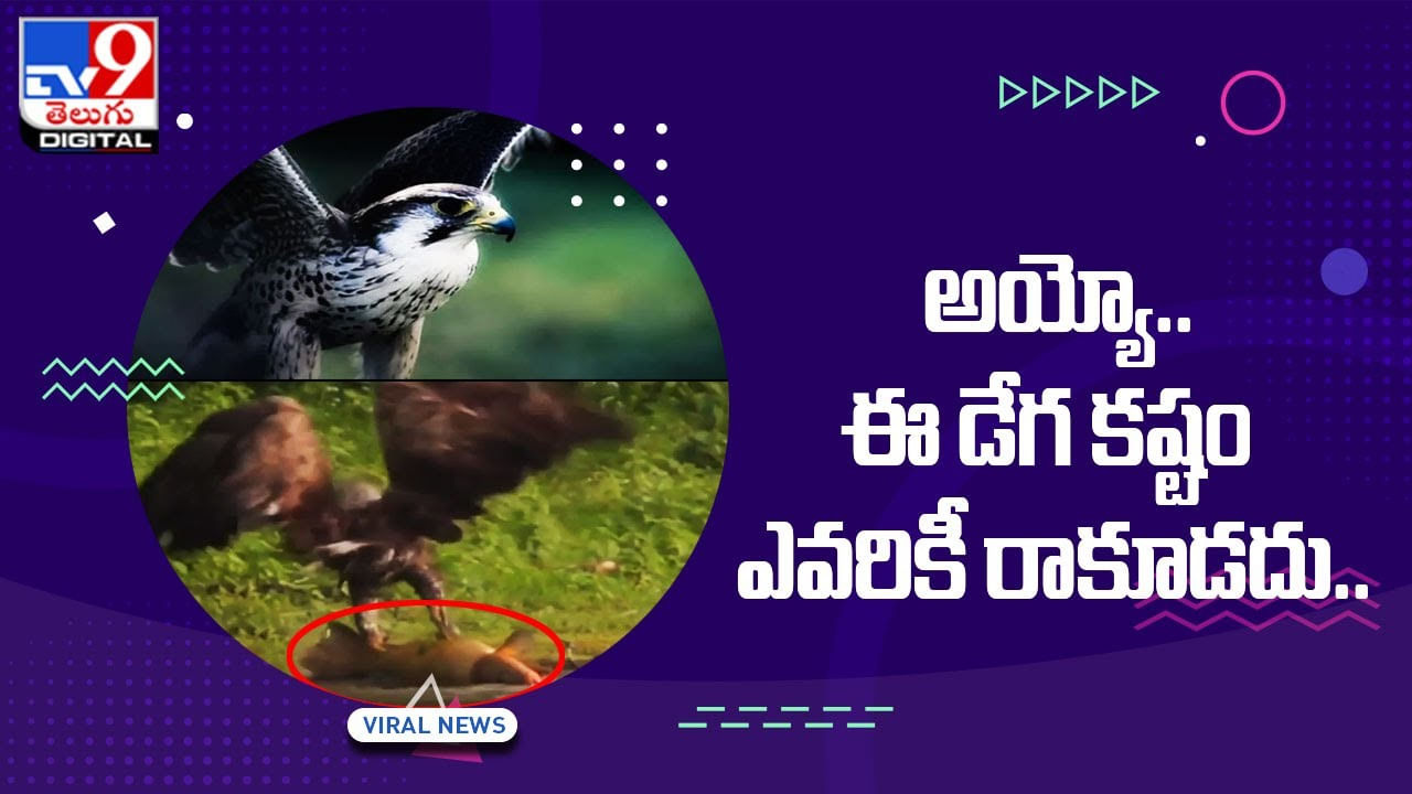 చేపను లటుకున్న మింగేద్దామనుకున్న డేగ !! ఇంతలోనే ఊహించని షాక్