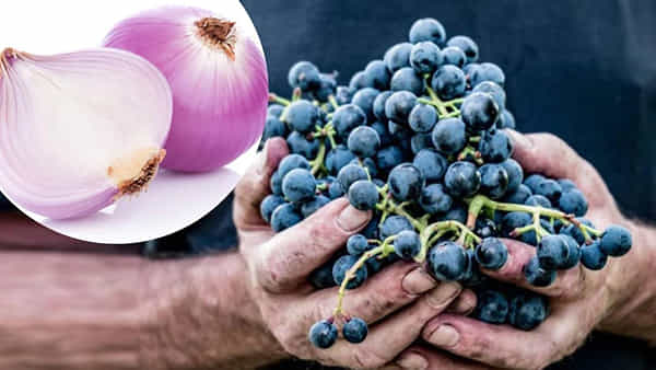 Food Tips: వీటిని కలిపి తింటే ఎన్నో సూపర్ బెనిఫిట్స్.. ప్రయోజనాలు తెలిస్తే బిత్తరపోవాల్సిందే.!