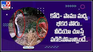 Kili Paul viral video: ఇంటర్నెట్ సంచలనం కిలీ పాల్‌‌కు అరుదైన గౌరవం.. నెటిజన్లు ప్రశంసలు అందుకుంటున్న కిలీ.. వైరల్ వీడియో..