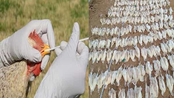 Hens Died: అంతుచిక్కని వ్యాధితో మృత్యువాత పడిన కోళ్లు.. తీవ్ర స్థాయిలో నష్టపోయిన రైతు
