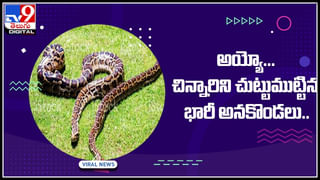 Elephant-Jadeja: స్టార్‌ క్రికెటర్‌ స్టైల్‌ని ఇమిటేట్‌ చేస్తున్న ఏనుగు పిల్ల.. ఏనుగు పిల్ల టాలెంట్‌ సూపర్‌ వీడియోకి నెటిజన్లు ఫిదా