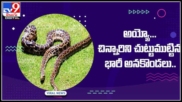 Viral Video: అయ్యో... చిన్నారిని చుట్టుముట్టిన భారీ అనకొండలు.. షాకింగ్ వీడియో చూసి రకరకాలుగా స్పందిస్తున్న నెటిజనం Viral Video: అయ్యో... చిన్నారిని చుట్టుముట్టిన భారీ అనకొండలు.. షాకింగ్ వీడియో చూసి రకరకాలుగా స్పందిస్తున్న నెటిజనం