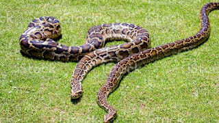 Chicken Price Hike: మాంసం ప్రియులకు షాకింగ్ న్యూస్.. కోడి కొండెక్కింది.. చుక్కలనంటుతున్న చికెన్ రేట్..!