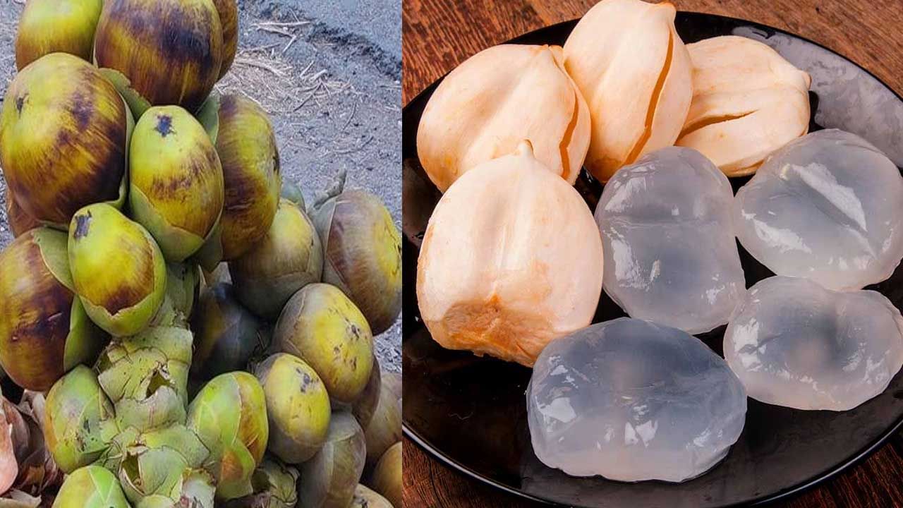 Ice Apples: ప్రకృతి వర ప్రసాదం తాటి ముంజలు.. వేసవి తాపాన్ని తీర్చడమే కాదు.. క్యాన్సర్‌కు చెక్