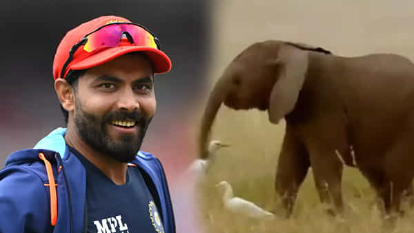Viral Video: జడేజా స్టైల్ని ఫాలో అవుతున్న ఏనుగు పిల్ల.. ఫిదా అవుతున్న నెటిజన్లు