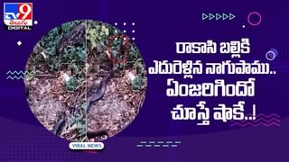 Viral Video: కచ్చ బాదం డ్యాన్స్‌ ఇలాగా మీరెప్పుడు చూసి ఉండరు !!