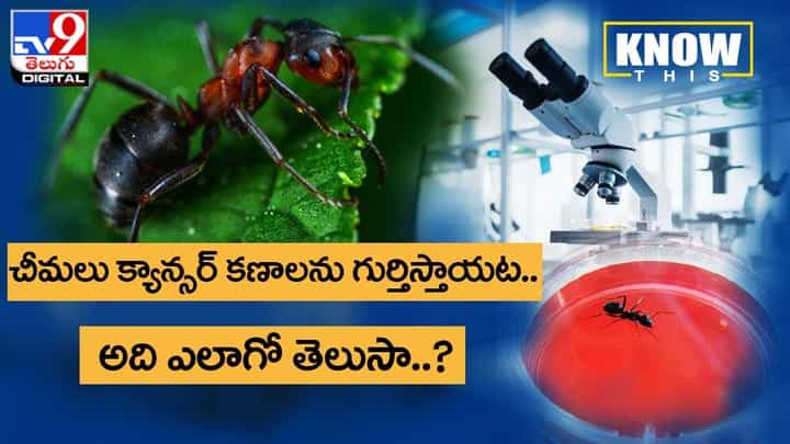 Know This: చీమలు క్యాన్సర్ కణాలను గుర్తిస్తాయట.. అది ఎలాగో తెలుసా ?? Know This: చీమలు క్యాన్సర్ కణాలను గుర్తిస్తాయట.. అది ఎలాగో తెలుసా ??