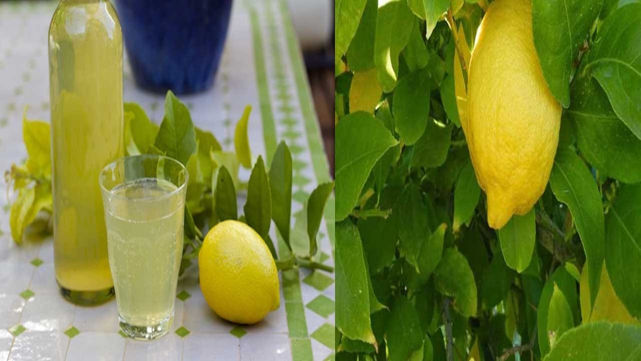 Lemon Leaves నిమ్మ ఆకులతో అనేక ఆరోగ్య ప్రయోజనాలు..నులిపురుగుల నుంచి ఉపశమనం కోసం..ఇలా తీసుకోండి