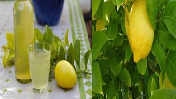 Lemon Leaves: నిమ్మ ఆకులతో అనేక ఆరోగ్య ప్రయోజనాలు..నులిపురుగుల నుంచి ఉపశమనం కోసం..ఇలా తీసుకోండి