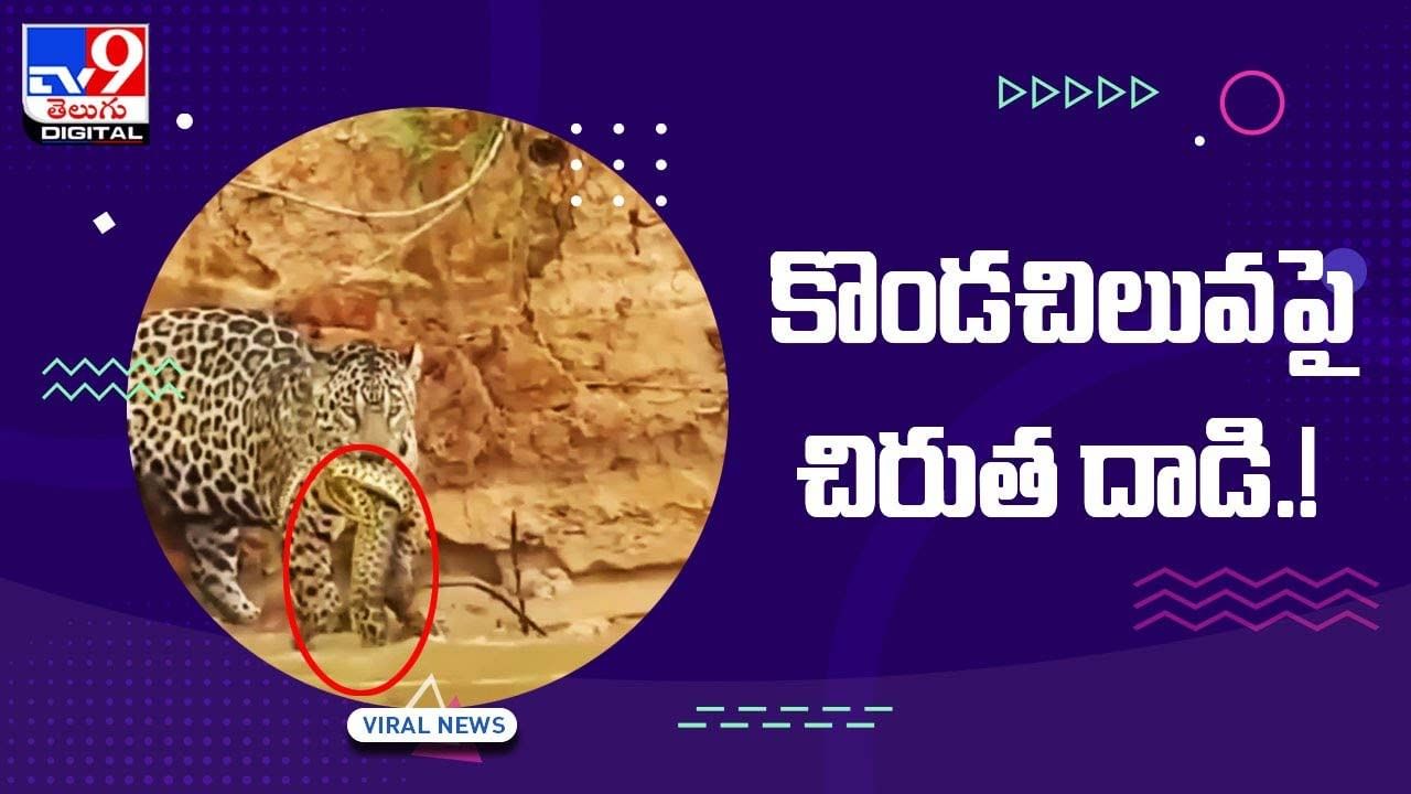 Viral Video: భారీ కొండచిలువపై చిరుత దాడి !! షాకింగ్ వీడియో