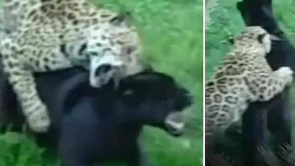 Viral Video: చిరుతపులి, బ్లాక్ పాంథర్ మధ్య భీకర పోరు.. వీడియో చూస్తే గుండెలదిరిపోతాయి..!