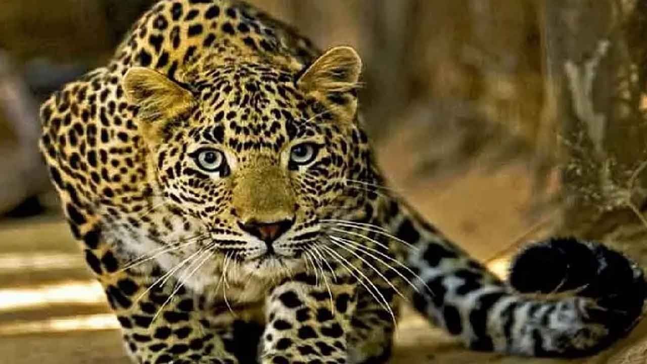 Leopard vs Phone: ఫోన్ కాపాడిన ప్రాణం.. దెబ్బకు పరుగులు తీసిన చిరుతపులి.. పూర్తివివరాలివే..!