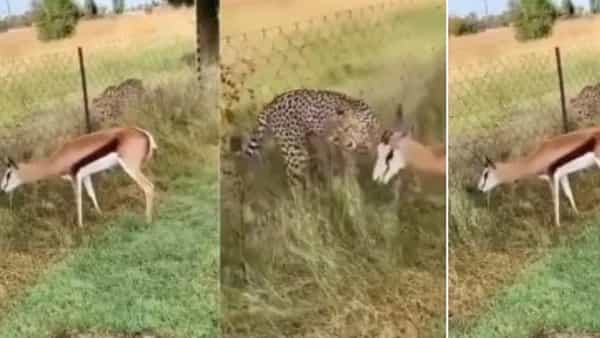 Viral Video: అబ్బ.. మంచి విందు భోజనం దొరికిందిరా.. కానీ అంతలోనే ఊహించని ట్విస్ట్..!