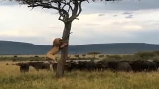 Alien original video: ఇదే అసలైన ఏలియన్స్ రూపం అంటున్న నెటిజన్లు.. వైరల్‌ అవుతున్న వింత జీవి వీడియో..