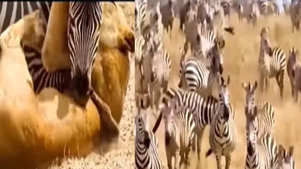 viral video : సింహంతో సింగిల్గా ఫైట్ చేసిన జీబ్రా.. టీవీ సీరియల్ చూస్తున్నట్టు చూసిన మిగిలిన మంద.. చివరిలో ఊహించని ట్విస్ట్