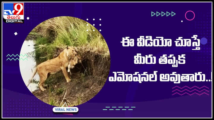 Mother Love : ఈ వీడియో చూస్తే మీరు తప్పక ఎమోషనల్ అవుతారు..! తల్లడిల్లిన తల్లి సింహం.. వీడియో Mother Love : ఈ వీడియో చూస్తే మీరు తప్పక ఎమోషనల్ అవుతారు..! తల్లడిల్లిన తల్లి సింహం.. వీడియో