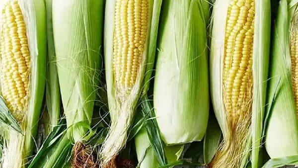 Maize Farming: మొక్కజొన్నకి పెరిగిన డిమాండ్.. పెట్టుబడి తక్కువ ఆదాయం ఎక్కువ..!