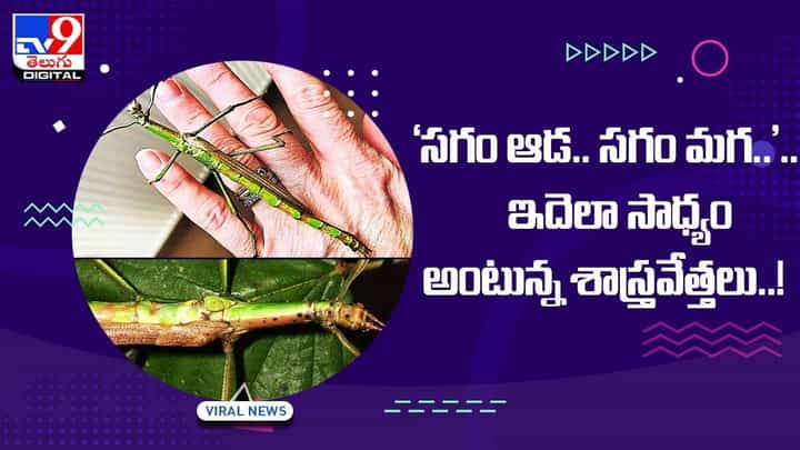 ‘సగం ఆడ.. సగం మగ..’ ఇదెలా సాధ్యం అంటున్న శాస్త్రవేత్తలు !! వీడియో ‘సగం ఆడ.. సగం మగ..’ ఇదెలా సాధ్యం అంటున్న శాస్త్రవేత్తలు !! వీడియో