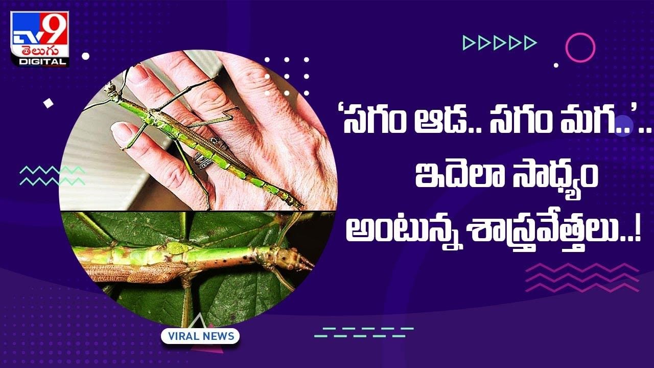 ‘సగం ఆడ.. సగం మగ..’ ఇదెలా సాధ్యం అంటున్న శాస్త్రవేత్తలు !! వీడియో