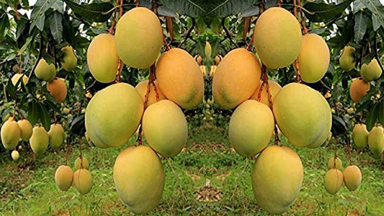 Mango Farming: మామిడి ప్రియులకు చేదు వార్త.. పండ్ల రారాజును మింగేస్తున్న తామర పురుగు