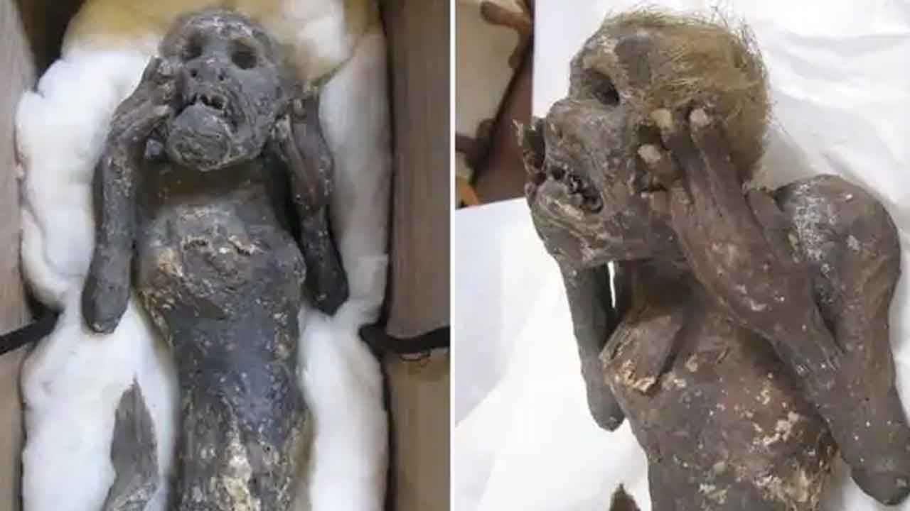 Mermaid mummy: ‘మత్స్యకన్య’ ! కోతి-చేప కలయికే కారణమా..? మతి పోగొట్టే విషయాలు !