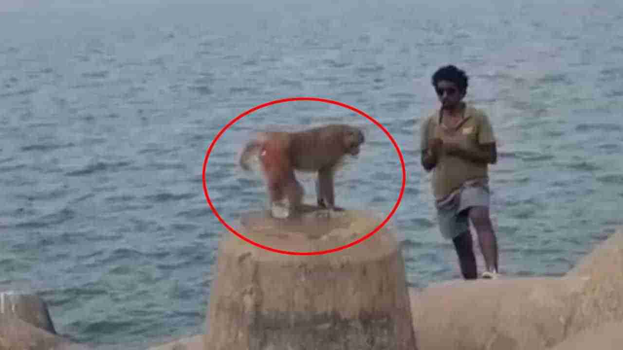 Monkey Stuck in Sea: ‘లైఫ్ ఆఫ్ పై’ని తలపించే స్టోరీ.. మూడు నెలలుగా నడిసముద్రంలోనే కోతి.. చివరకు ఇలా కాపాడారు..!