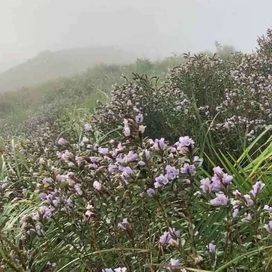 నీలకురింజి పూలను కేరళలోని ఇడుక్కి జిల్లాలో పండిస్తారు. నీలకురింజి మామూలు పువ్వు కాదు. చాలా అరుదైన పుష్పం. ఈ పూలను చూడాలంటే 12 ఏళ్లు ఆగాల్సి ఉంటుంది. నీలకురింజి ఒక మోనోకార్పిక్ మొక్క. ఇది వికసించిన వెంటనే వాడిపోతుంది.