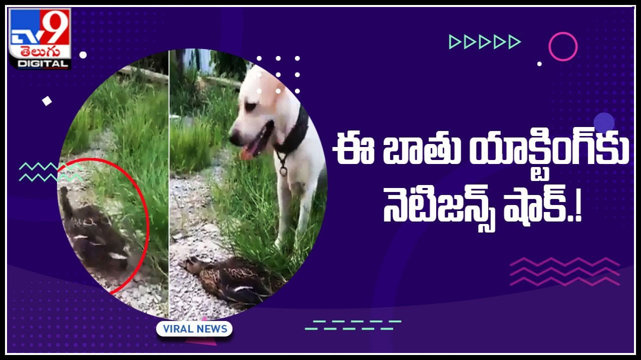 Duck Funny Video: ఈ బాతు యాక్టింగ్‌కు నెటిజన్స్‌ షాక్‌.! ఈ లెవల్ యాక్టింగ్ కు ఆస్కార్ కూడా తక్కువే అంటున్నారు..(వీడియో)