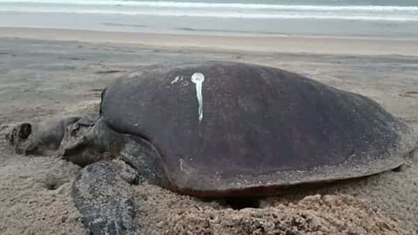Olive Ridley Turtle: అరుదైన తాబేళ్లపాలిట యమపాశాలుగా నిషేధిత వలలు.. మృతి చెందుతున్న తాబేళ్ల స్పెషాలిటీ ఏమిటంటే