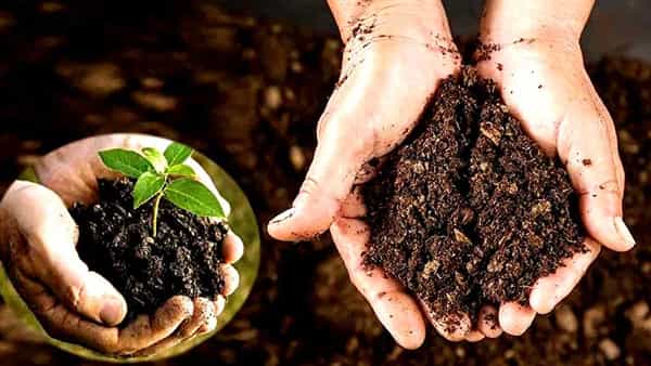 Agriculture News: సేంద్రియ వ్యవసాయానికి ప్రభుత్వ ప్రోత్సాహం.. 50 వేల రూపాయల ఆర్థిక సాయం..!