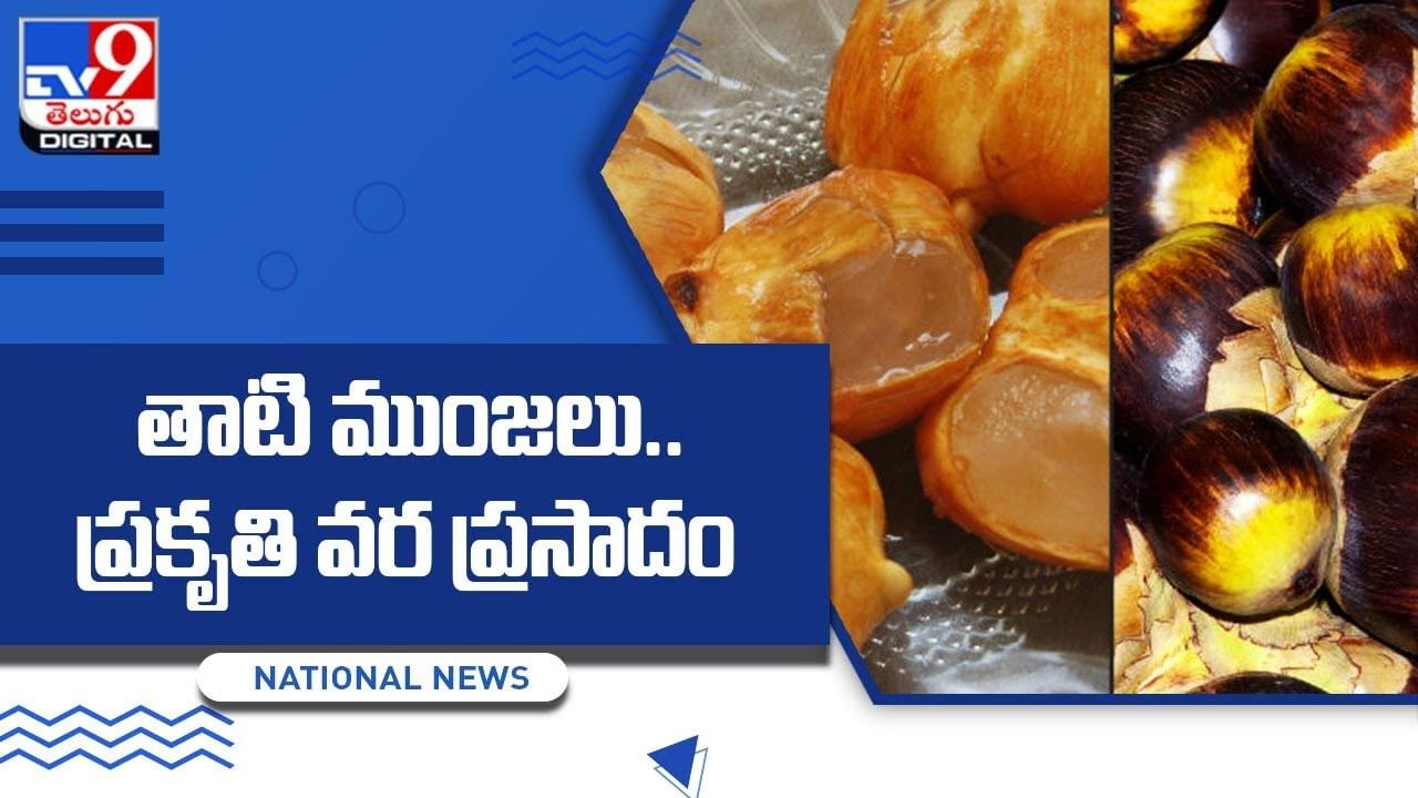 palm-fruits-telugu-news