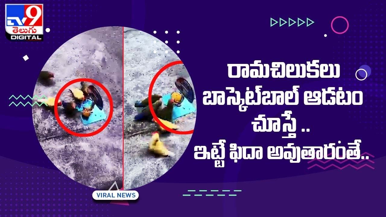 Viral Video: రామ చిలుకలు బాస్కెట్‌బాల్ ఆడితే ఇలా ఉంటది !!