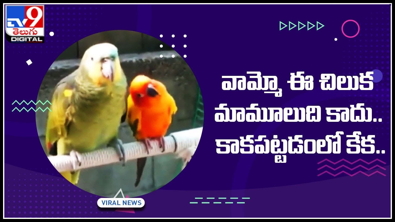 Parrot Viral Video: వామ్మో ఈ చిలుక మామూలుది కాదు..కాకపట్టడంలో కేక.. నెట్టింట నవ్వులు పూయిస్తున్న రామ చిలుక వీడియో.