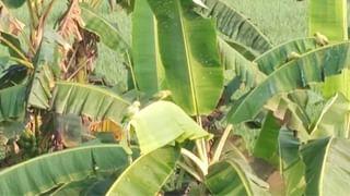 Sajjala slams TDP: మాకు ముందస్తు ఎన్నికలు అవసరం లేదు.. అనవసర ప్రచారం వద్దు