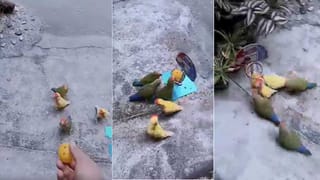 Funny Vedio: ఏందిరా.. ఏందిది.. ఇది ఏ భాష పాటో కనిపెడితే మీకన్నా గ్రేట్ ఎవ్వరూ ఉండరు..