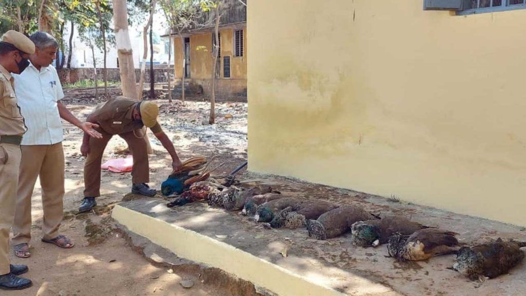 Peacocks Died In Tamilnadu 