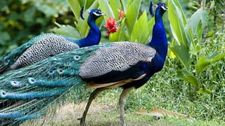 Congress Meeting Today Updates: ముగిసిన కాంగ్రెస్ మేధోమథనం.. ఇలా చర్చ జరిగింది..