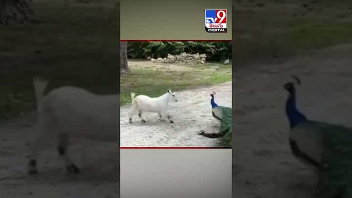 Viral Video: నెమలి-మేక మధ్య హోరాహోరి పోరు !! వీడియో Viral Video: నెమలి-మేక మధ్య హోరాహోరి పోరు !! వీడియో