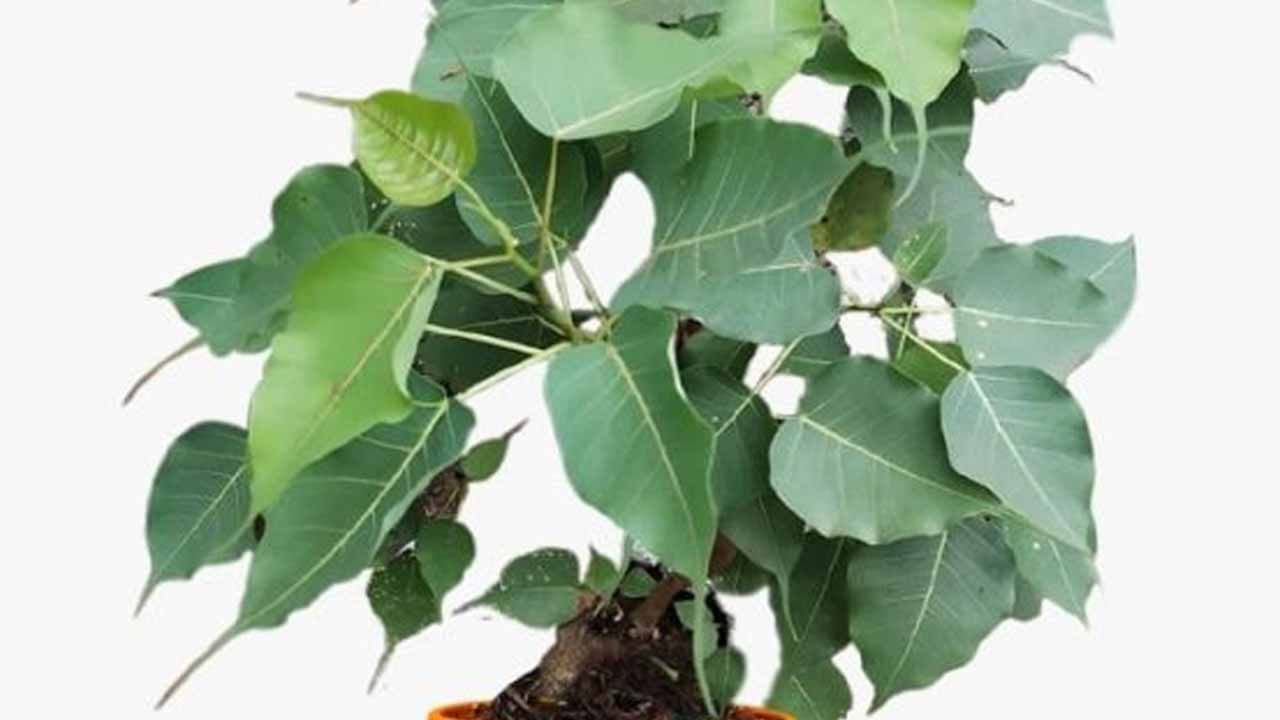 Peepal Tree: రావిచెట్టుని పూజిస్తే అద్భుత ఫలితాలు.. ఆ బాధలన్నింటికి చక్కటి పరిష్కారం..