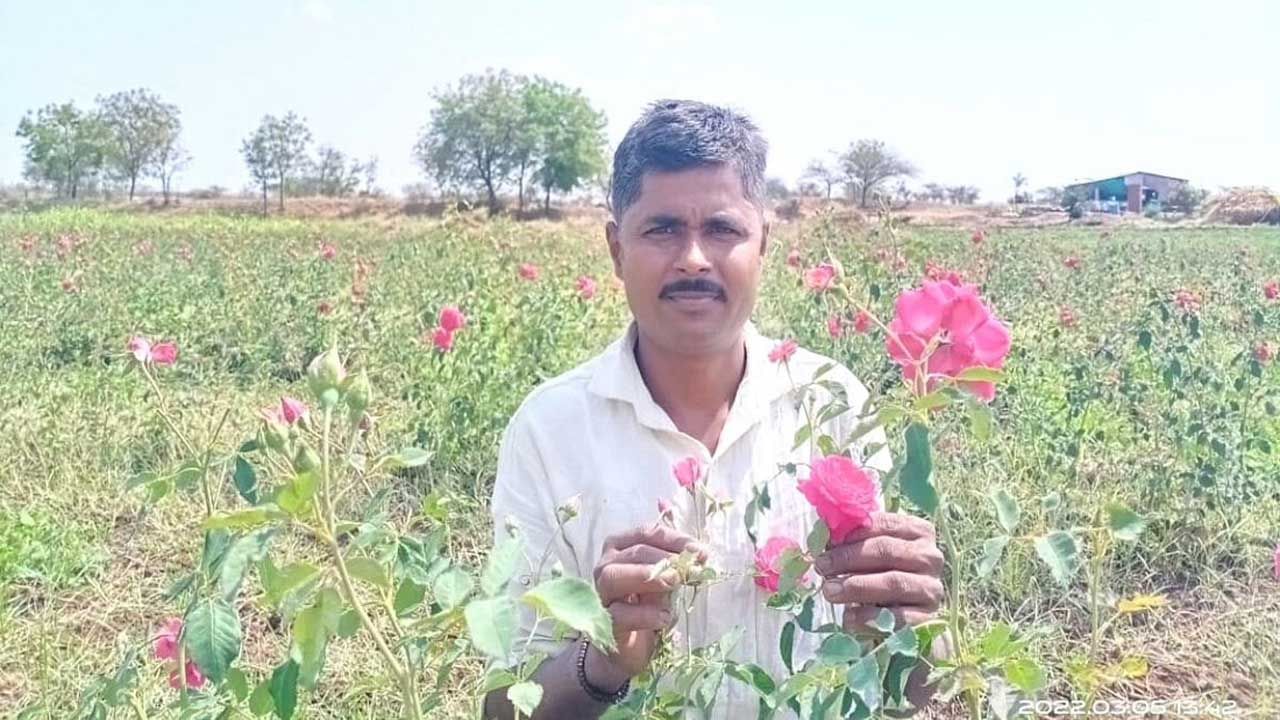 Rose Farming: తీవ్రమైన నీటి కొరత ఆ గ్రామంలో రైతులు గులాబీ సాగుబాట పట్టారు.. లక్షల కొద్దీ సంపాదిస్తున్నారు