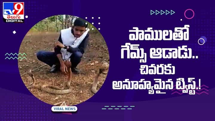 Viral Video: పాములతో గేమ్స్ ఆడాడు !! చివరకు అనూహ్యమైన ట్విస్ట్ !! Viral Video: పాములతో గేమ్స్ ఆడాడు !! చివరకు అనూహ్యమైన ట్విస్ట్ !!