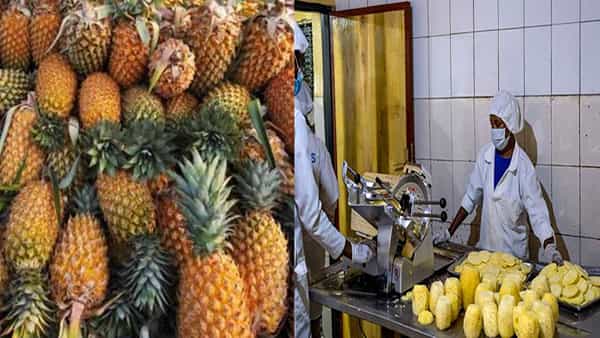 Pineapple Farmers: ఫైనాపిల్ను ప్రాసెస్ చేస్తూ.. తమ పంటను అదనపు ఆదాయంగా మార్చుకుంటున్న రైతులు.. ఎక్కడంటే